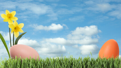 Fototapeta premium Easter eggs and daffodils in green grass under blue sky, space for text