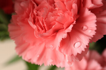 Tender carnation flower with water drops, closeup