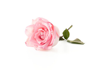 pink rose with leaf transparent background