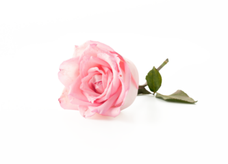 pink rose with leaf transparent background