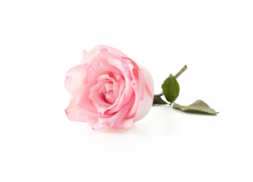 pink rose with leaf transparent background