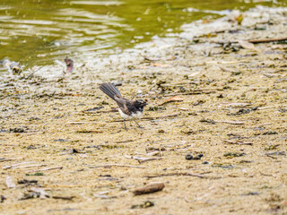 Wagtail Crouched