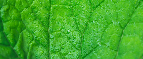Vivid natural texture of wet green leaf with veins. Minimalist nature background with dew drops on...