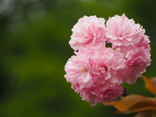 八重桜　カンザン