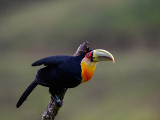 Red-breasted Toucan portrait on snag against dark background