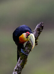 Red-breasted Toucan portrait on  snag on rainy day against dark background