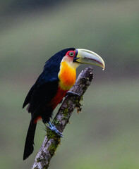 Red-breasted Toucan portrait on  snag on rainy day against dark background