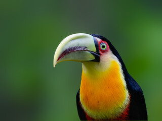Red-breasted Toucan closeup portrait on green background