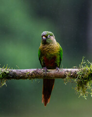 Marron-bellied Parakeet portrait on  mossy stick on rainy day against dark background