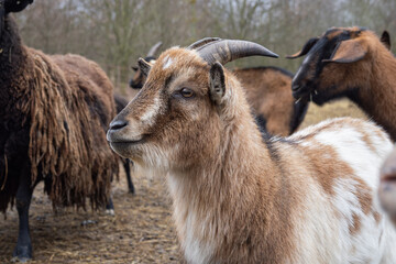 Goat with horns brown on the farm.