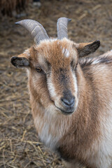 Goat with horns brown on the farm.