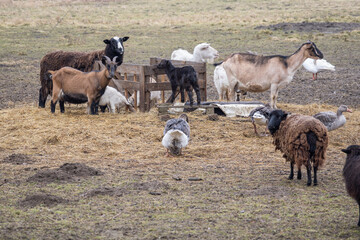 Sheep, rams and geese outside on the farm. - obrazy, fototapety, plakaty