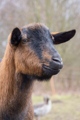 Obraz premium Brown goat on the farm.