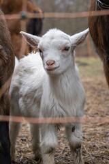 Obraz premium Little white goats on the farm.