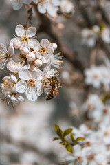 bee on a white blossom flower