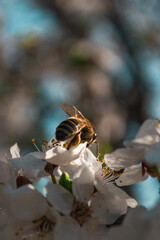 bee on a white blossom flower