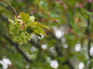 緑色の花　御衣黄