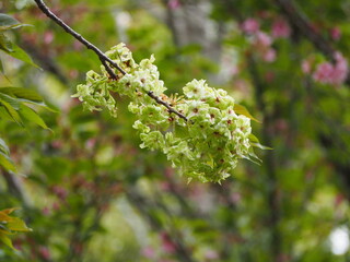緑色の花　御衣黄
