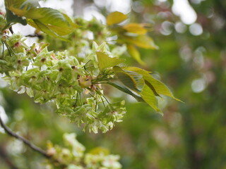 緑色の花　御衣黄