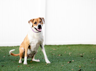 One blind in one eye mixed breed dog wearing a collar, posing on the grass looking at the camera by...