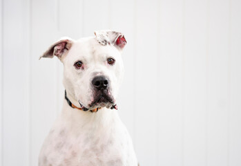 Portrait of one Pitbull dog wearing a black and orange collar, looking at the camera by a white...