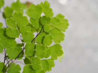 観葉植物　アジアンタム