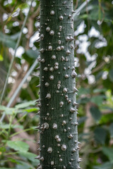 A stem or trunk of a tree with thorns.