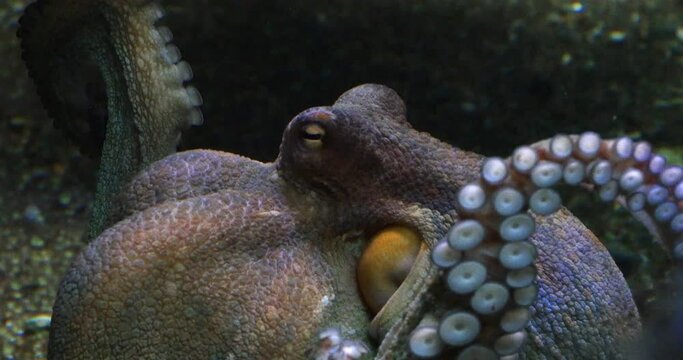 Common Octopus, octopus vulgaris, Adult showing Tentacles, Seawater Aquarium in France, Real Time 4K