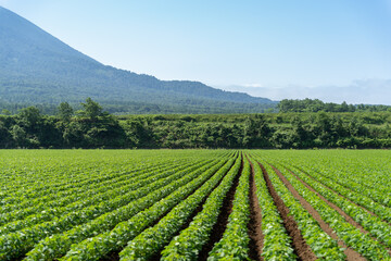 北海道　羊蹄山ふもとの畑　緑のライン