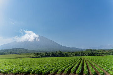 Fototapeta premium 北海道 羊蹄山ふもとの畑