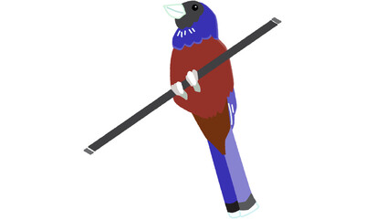 世界自然遺産の島の生き物　ルリカケス　ソフト調