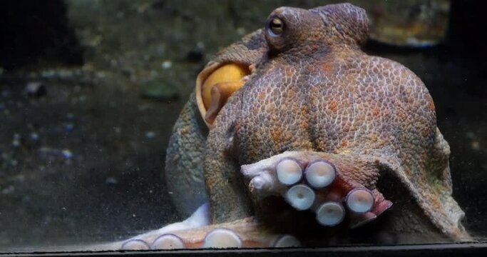 Common Octopus, octopus vulgaris, Adult showing Tentacles, Seawater Aquarium in France, Real Time 4K