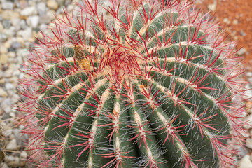 A large cactus with red thorns and faded flowers.