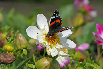 Vanessa Atalanta known as a Red Admiral on a mix of Dahlia varieties in bloom in a garden in UK