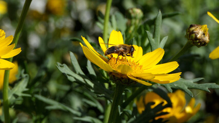 Bees and Hoverfly’s on a Corn Marigold flower on a sunny day in the garden in summer