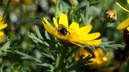 Bees and Hoverfly’s on a Corn Marigold flower on a sunny day in the garden in summer