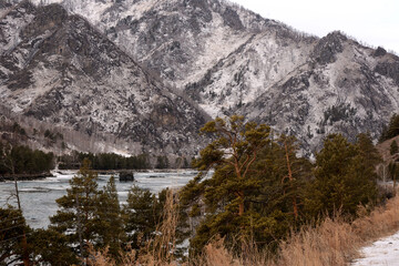Fototapeta premium Pine-covered bank of a beautiful ice-bound mountain river flowing through a valley in the mountains covered with snow.