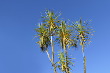 Palm trees blowing in the wind with blue sky background text copy