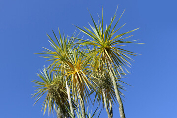 Palm trees blowing in the wind with blue sky background text copy