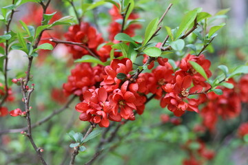 Chinese quince flowers, Chaenomeles speciosa, tree.