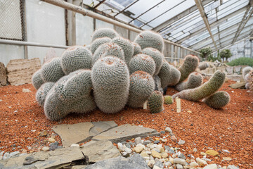 Various cacti grown in a greenhouse.
