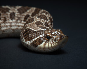 Western hognose snake studio shot. Heterodon nasicus portrait. Snake close up on black background. 