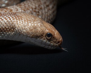 Pantherophis obsoletus lindheimeri on black background. Texas rat snake portrait. Exotic pet in studio