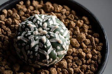 Astrophytum Asteria Super Kabuto V-type cactus close up showing the cactus texture.