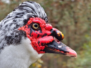 Close Up of the Head of a Muscovy Duck in Profile