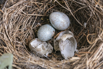 Detail of eggs in a blackbird nest.