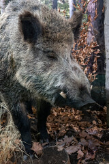 A dissected wild boar portrait.