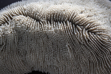 An example of a striped coral in detail.