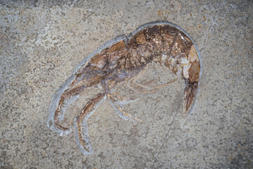 Fossil crustacean fossil on stone. © lapis2380