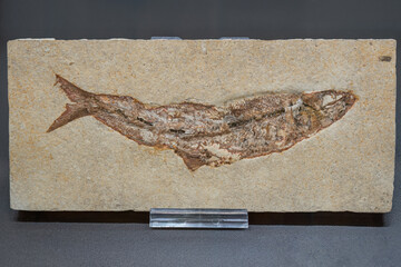A prehistoric fish fossil from the Jurassic period.